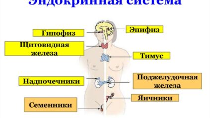 Что такое эндокринная система